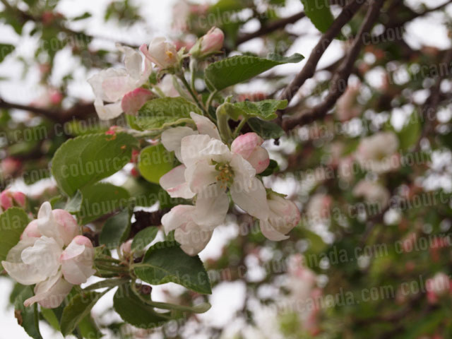 Apple Blossoms Close Up (1) | Cheap Stock Photo - Click Image to Close