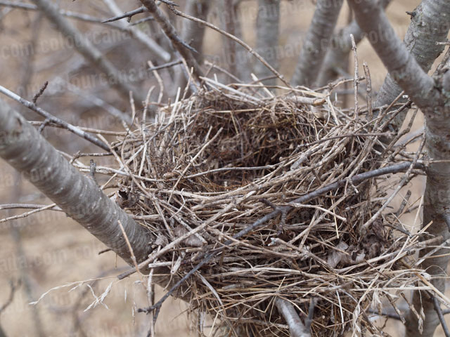 Birds Nest Close Up (2) | Cheap Stock Photo
