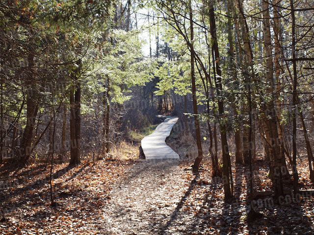 A Boardwalk Path Through the Woods | Cheap Stock Photo
