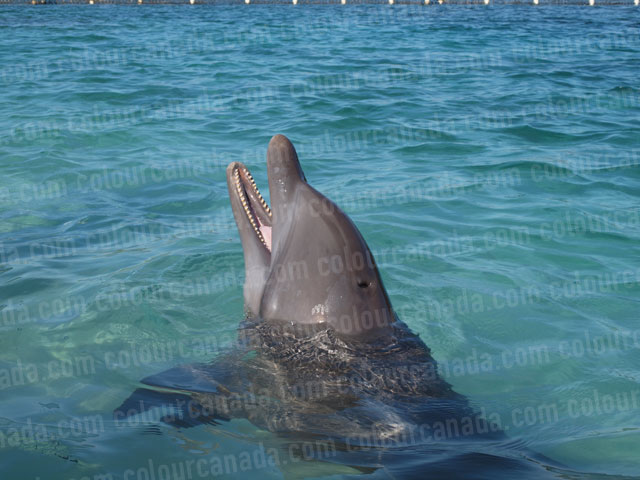 Dolphin With Mouth Open | Cheap Stock Photo - Click Image to Close
