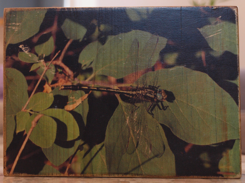 Original Photo Print | Dragon Fly | Reclaimed Wood - Click Image to Close