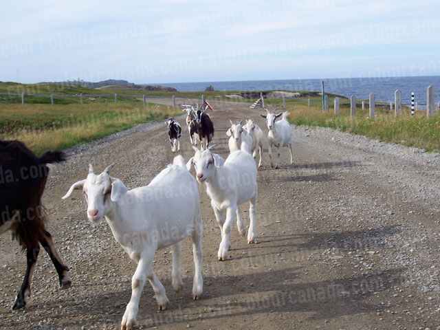 Goats on an Ocean Path | Cheap Stock Photo