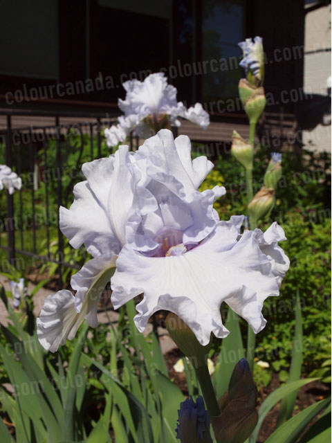 Irises (1) Mauve | Cheap Stock Photo - Click Image to Close