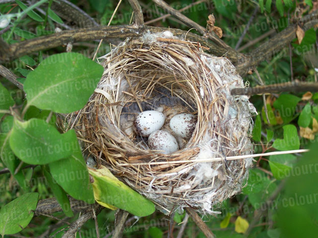 Three Eggs in a Bird's Nest | Cheap Stock Photo