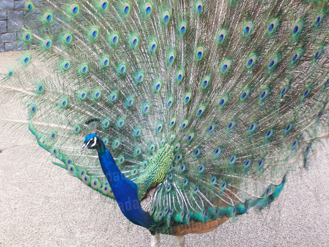 Peacock with Spread Tail | Cheap Stock Photo