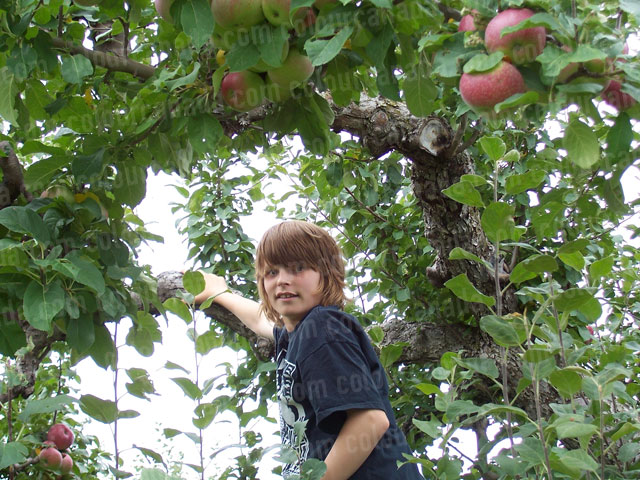 Young Boy Picking Apples | Cheap Stock Photo