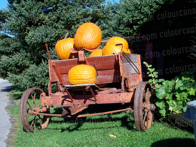 Old Fashioned Cart with Pumpkins | Cheap Stock Photo