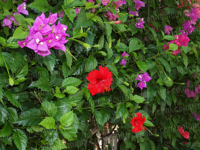 Roatan Flowers (9) Pink and Red Tropical | Cheap Stock Photo