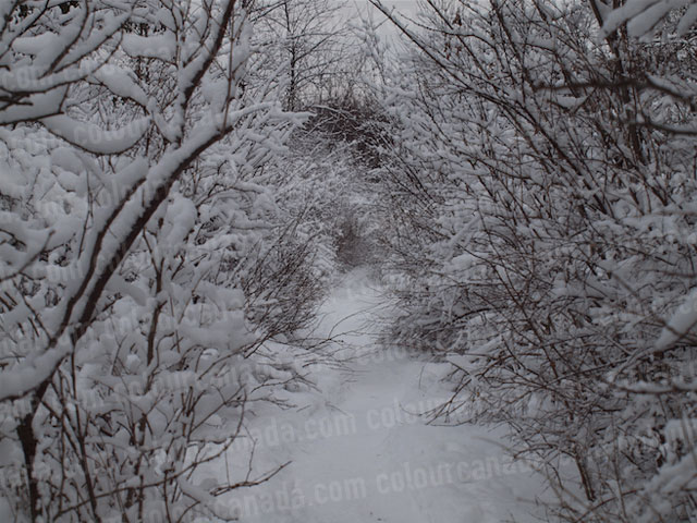 A Wooded Path After a Fresh Snow | Cheap Stock Photo