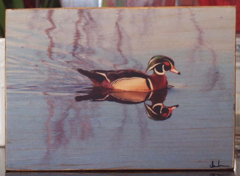 Original Photo Print | Lone Wood Duck | Reclaimed Wood