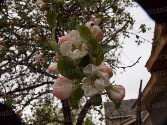 Apple Blossoms Close Up (1) | Cheap Stock Photo