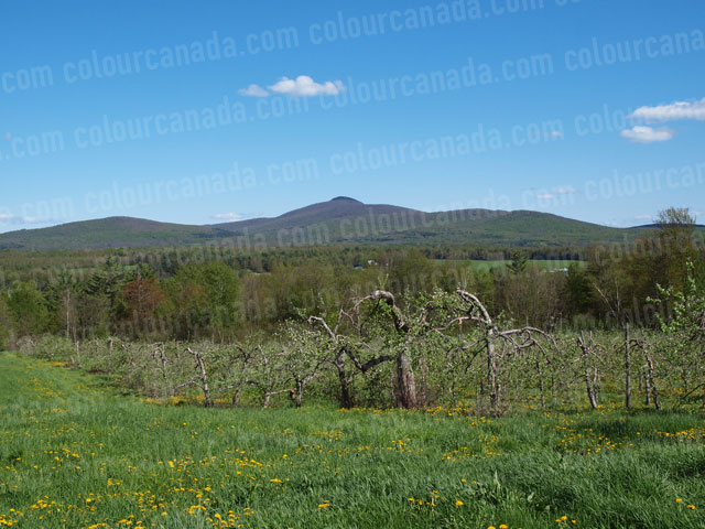 Apple Orchard in the Spring | Cheap High Resolution Stock Photo