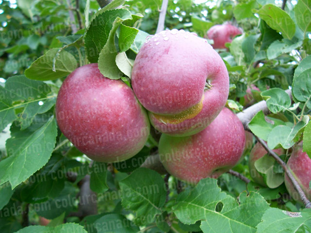 Red Apples Ripe on the Tree | Cheap Stock Photo