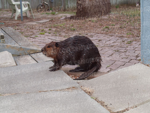 Beaver (1) | Cheap Stock Photo
