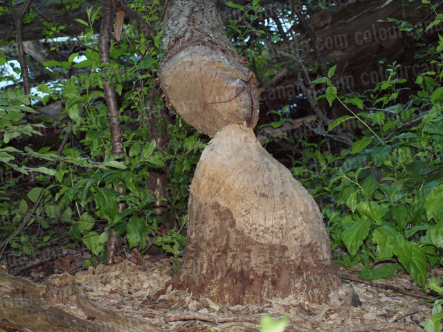 Tree Felled by Beaver | Cheap Stock Photo