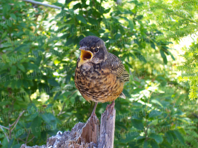 Close up of a Bird with Open Beak | Cheap Stock Photo