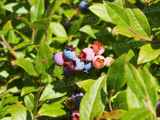 Blue Berries Macro | Cheap Stock Photo