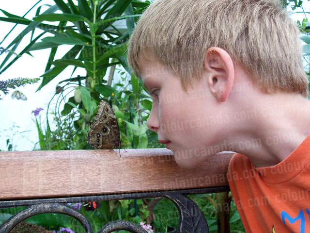 Butterfly and a Boy Nose to Nose | Cheap Stock Photo