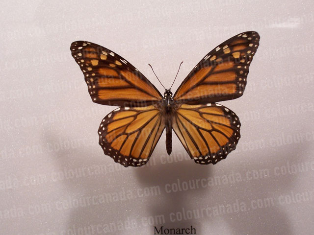 Monarch Butterfly with Vector Path | Cheap Stock Photo