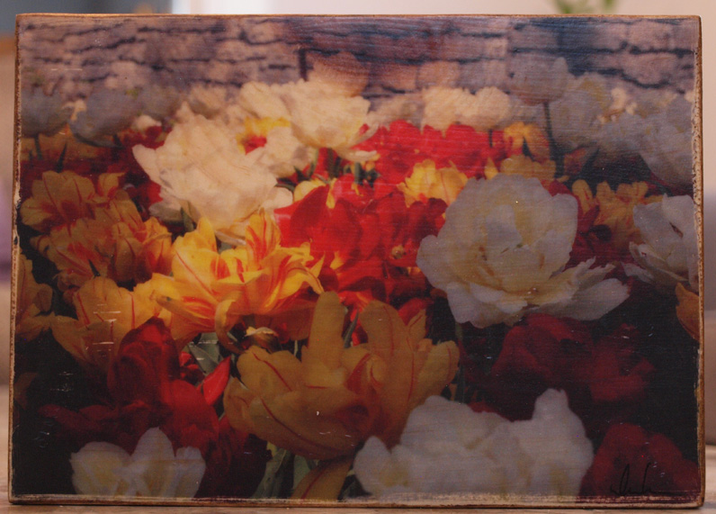 Original Photo Print | Spring Tulips | Reclaimed Wood
