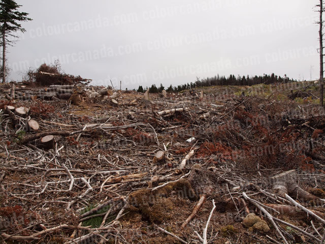 Clear Cut Forest | Cheap Stock Photo