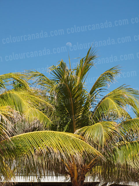 Day Time Moon Through Palm Fronds | Cheap Stock Photo