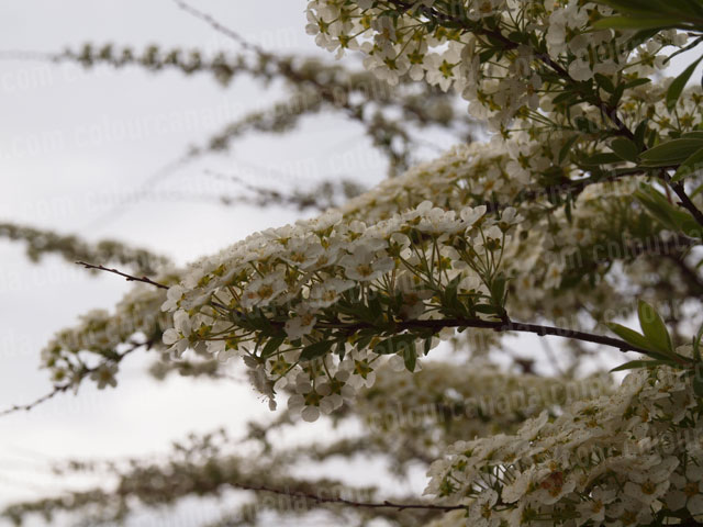 Detail of a Spiraea In Bloom | Cheap Stock Photo