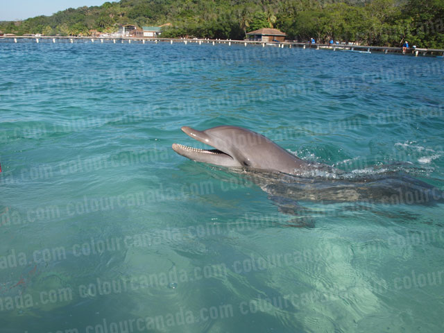 Dolphin Swimming with Mouth Open | Cheap Stock Photo