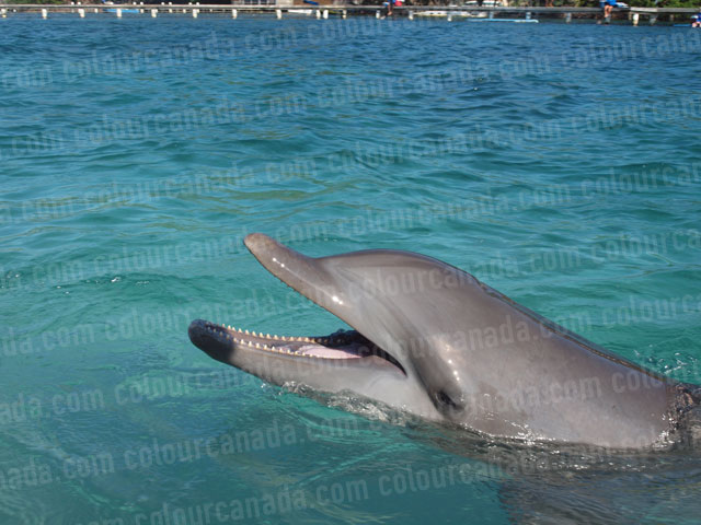 Dolphin Close Up Mouth Open | Cheap Stock Photo