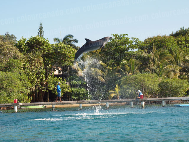 Dolphin Jumping (1) | Cheap Stock Photo