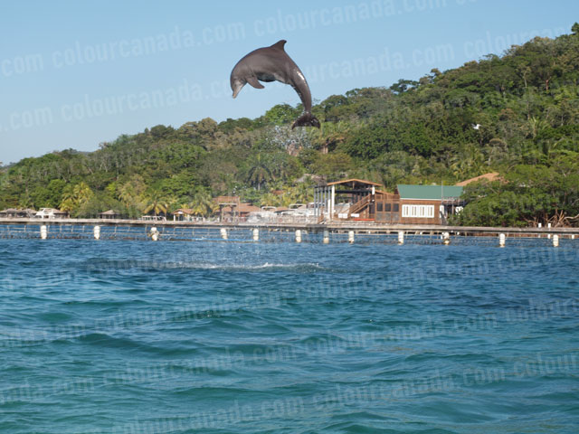 Dolphin Jumping (2) | Cheap Stock Photo