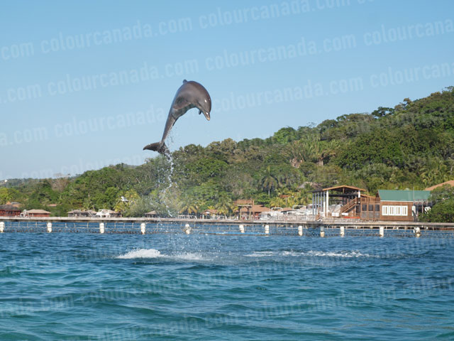 Dolphin Jumping (4) | Cheap Stock Photo - Click Image to Close