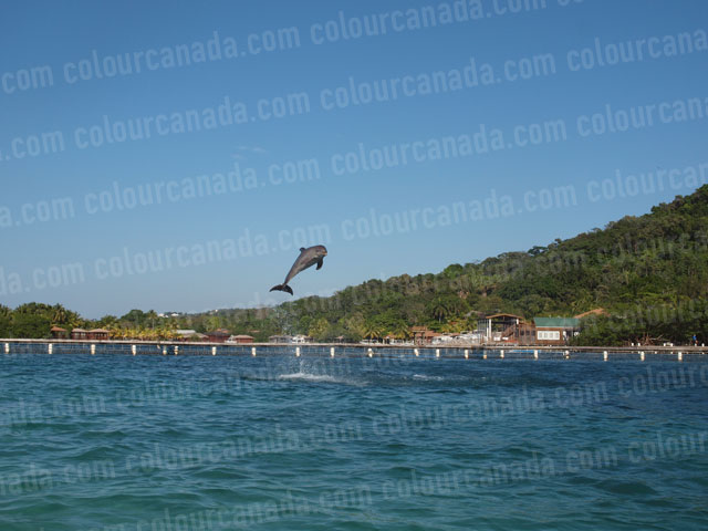 Dolphin Jumping (5) | Cheap Stock Photo
