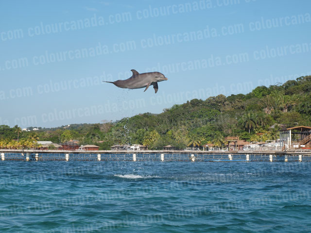 Dolphin Jumping (6) | Cheap Stock Photo