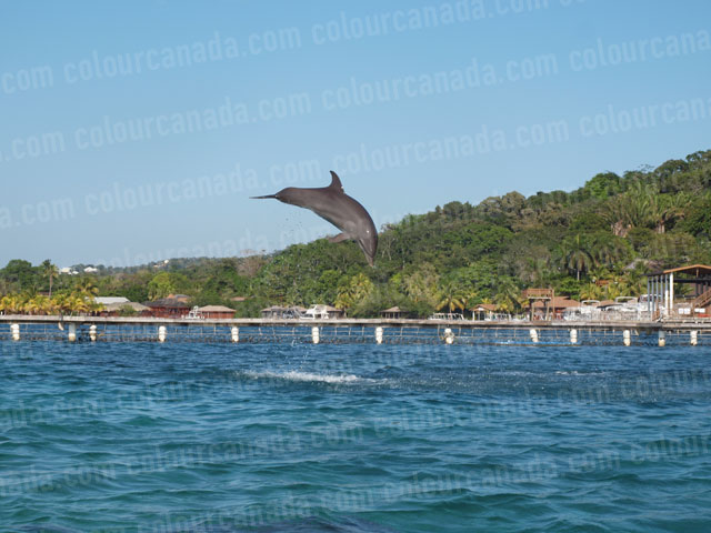 Dolphin Jumping (7) | Cheap Stock Photo