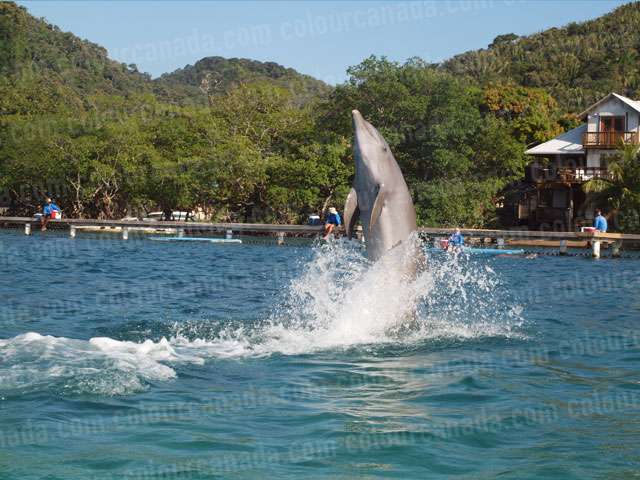 Dolphin Walking on Water | Cheap Stock Photo