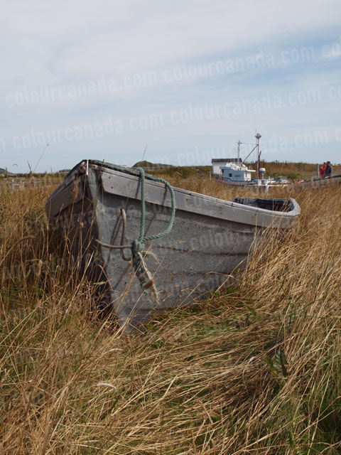 Dory (1) Fishing in the Tall Grass | Cheap Stock Photo