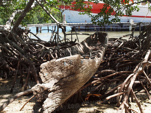 Dugout Canoe Rotting on the Mangroves | Cheap Stock Photo