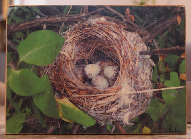 Original Photo Print | Nest With Eggs | Reclaimed Wood