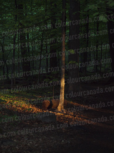 Evening Tree Light Forest | Cheap High Resolution Stock Photo