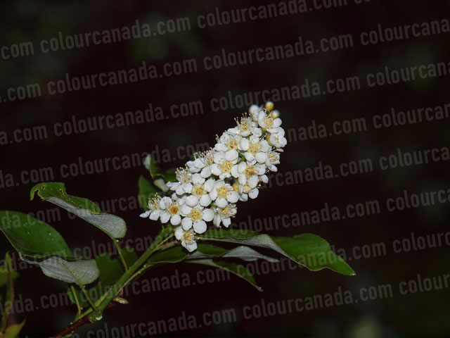 Evening Flowers Close Up | Cheap High Resolution Stock Photo