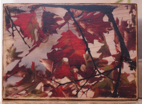 Original Photo Print | Autumn Oak Leaves | Reclaimed Wood