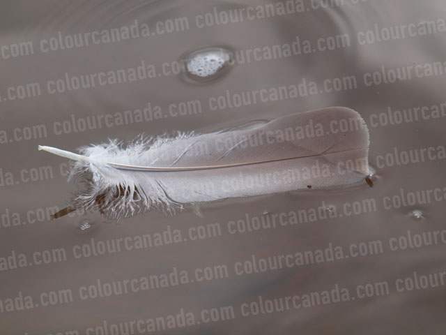 Feather Floating in Water | Cheap Stock Photo