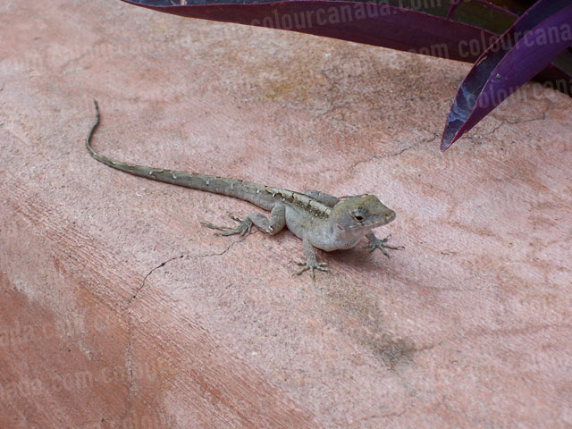 Geco | Cheap Stock Photo