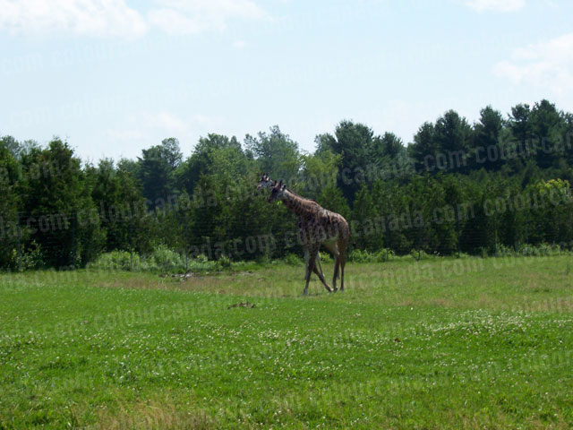 Giraffes in a field Toronto Zoo | Cheap Stock Photo