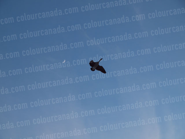 Goose and Moon (1) Flying | Cheap Stock Photo