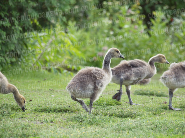 Gosslings in the Grass | Cheap Stock Photo