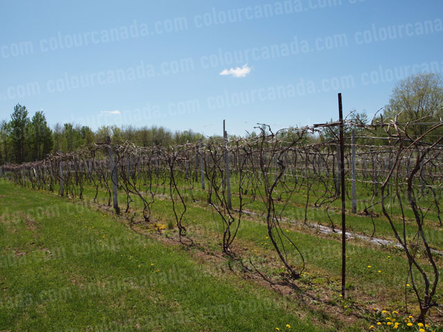 Spring Grape Vines | Cheap High Resolution Stock Photo