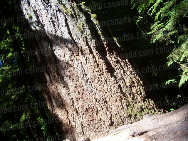 Giant Fir Tree Trunk at Cathedral Grove | Cheap Stock Photo