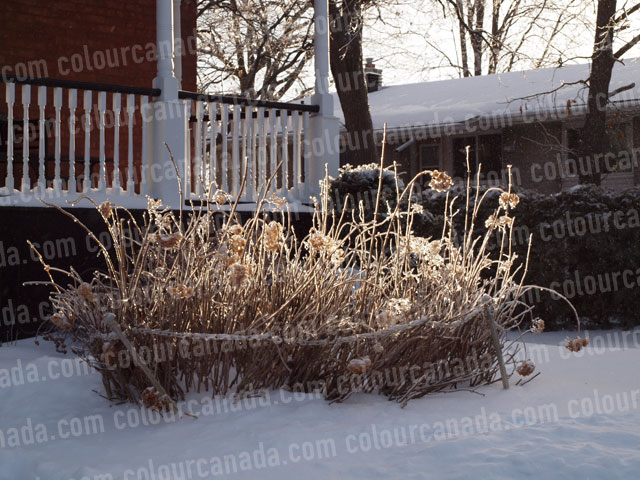 Ice Storm Grass | Cheap Stock Photo